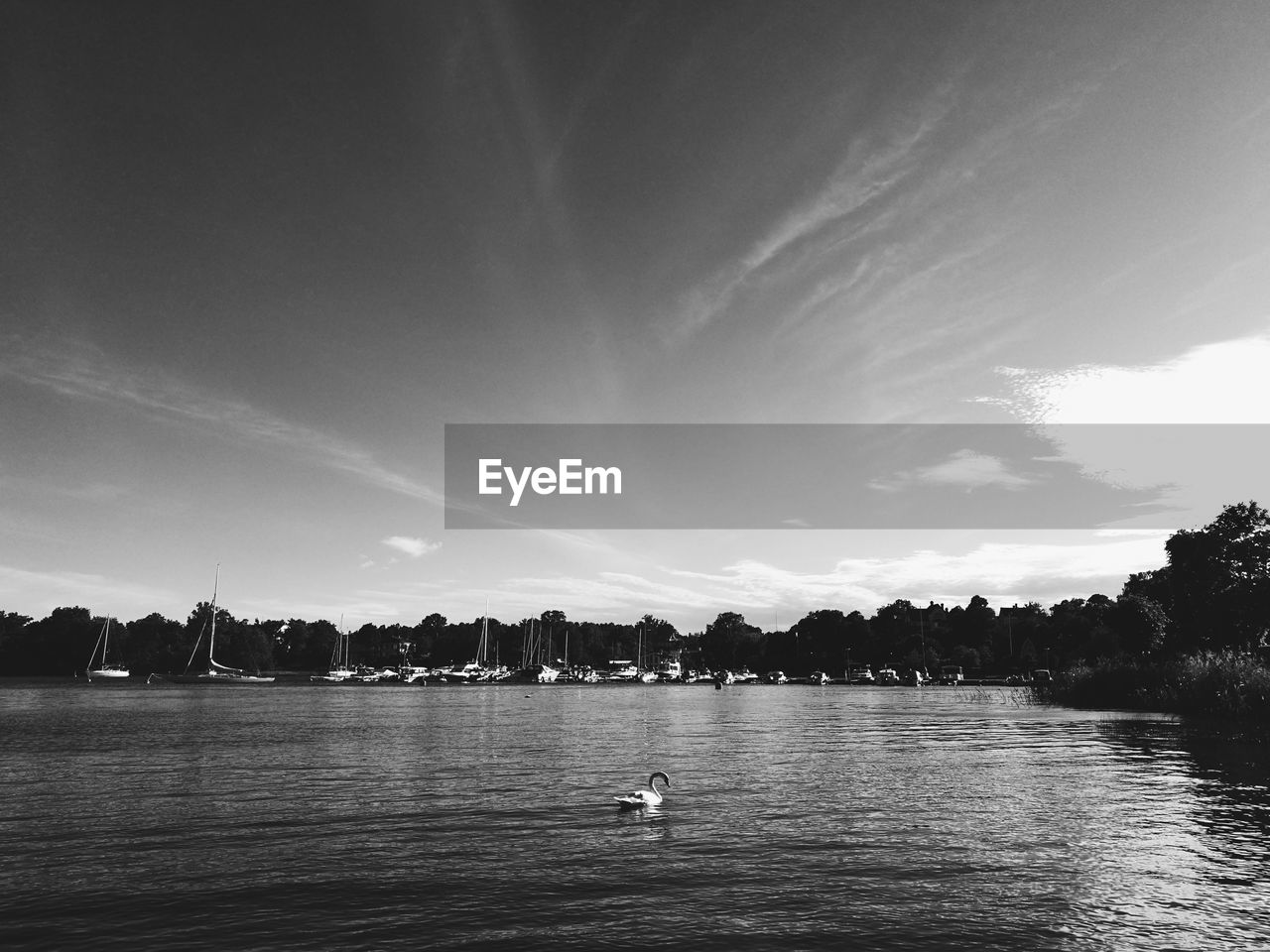 SWAN SWIMMING LAKE AGAINST SKY