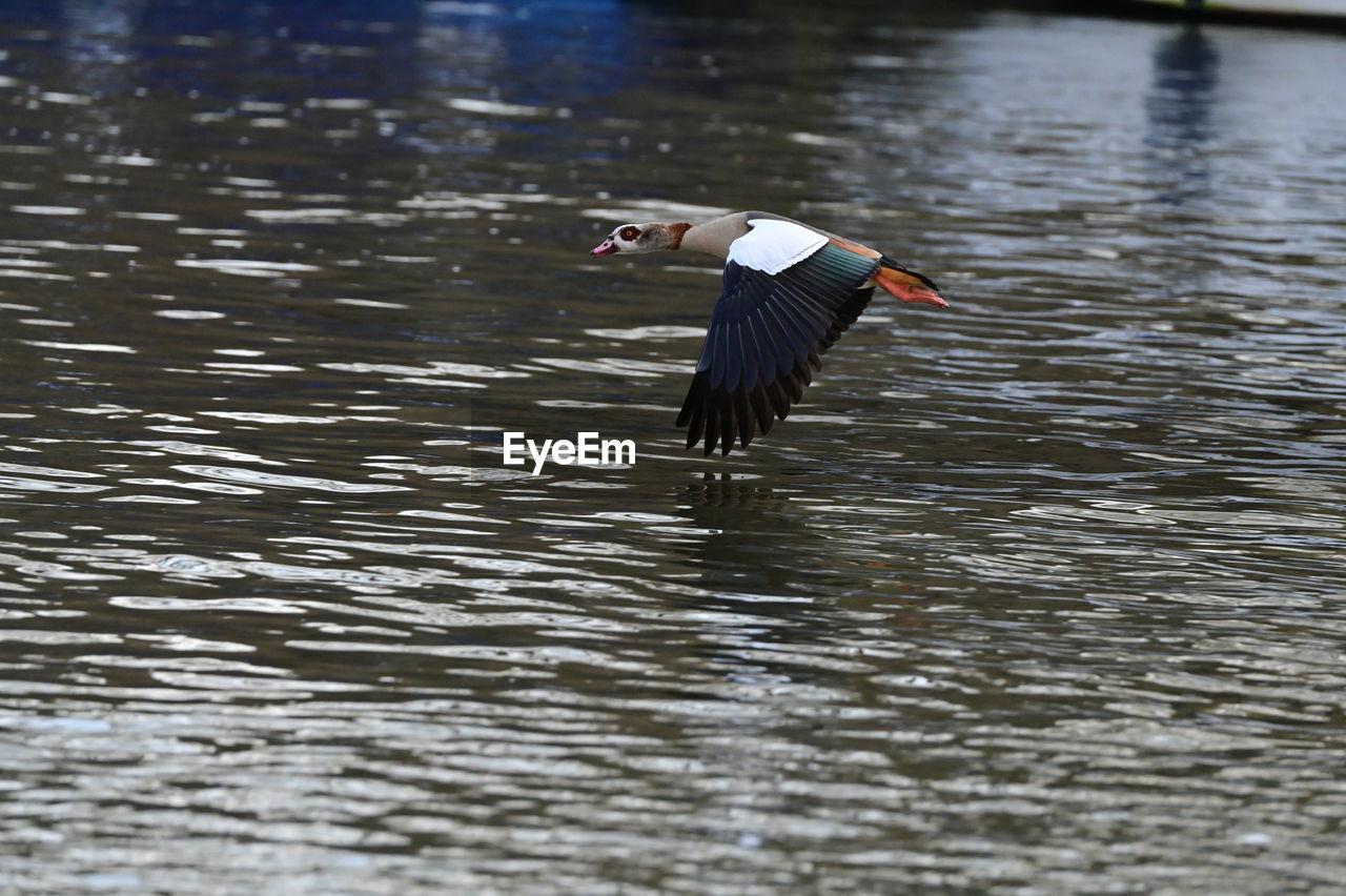 animal themes, animal, bird, water, animal wildlife, wildlife, one animal, flying, lake, water bird, spread wings, no people, reflection, nature, day, rippled, waterfront, outdoors, wing, motion, animal body part
