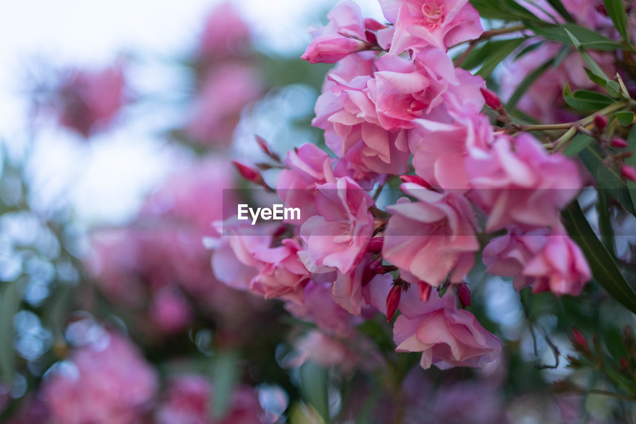 Close-up of pink flowering plant