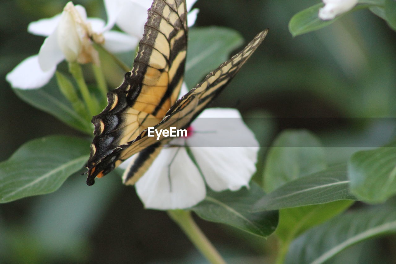 Close-up of butterfly pollinating on flower