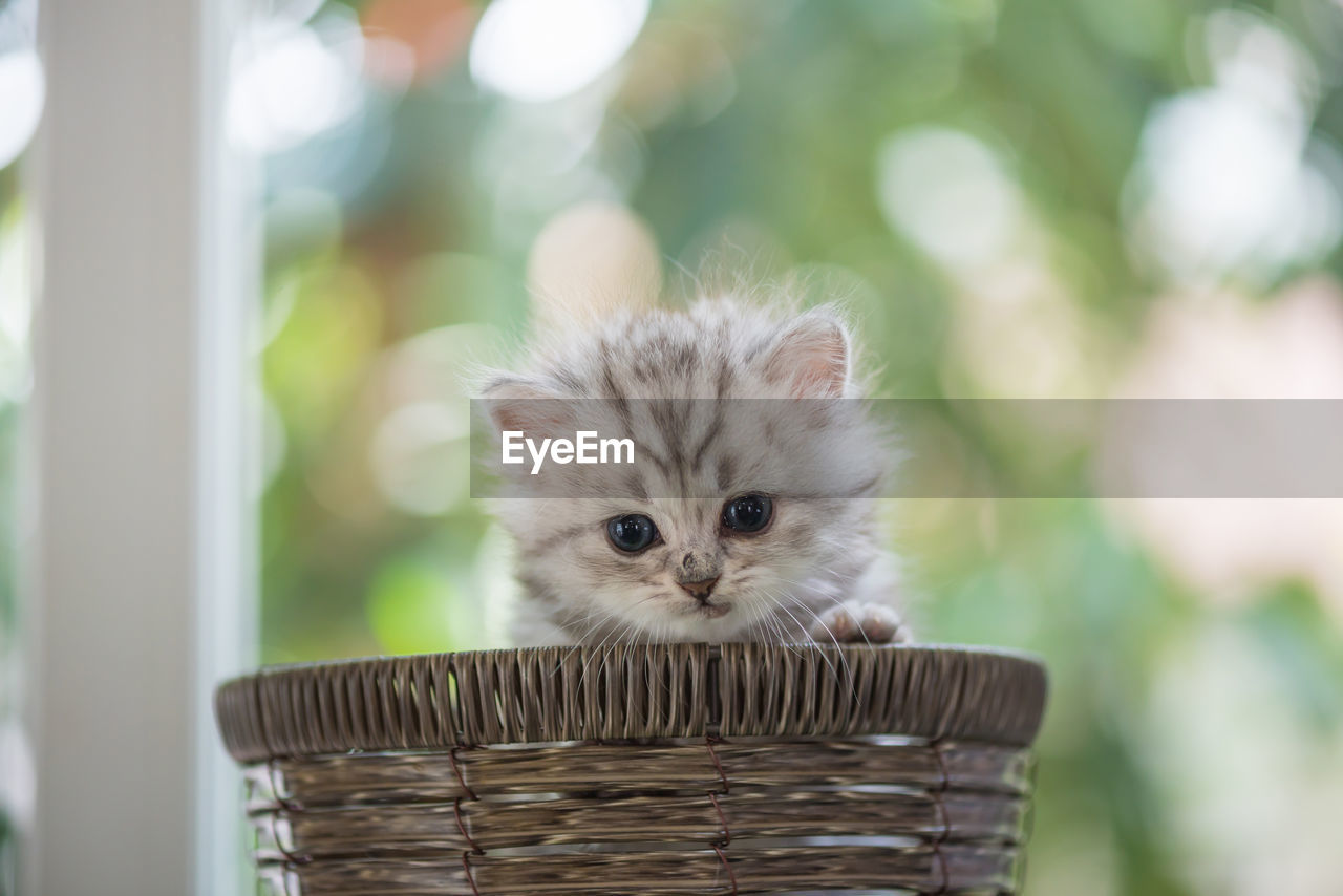 Portrait of kitten in basket