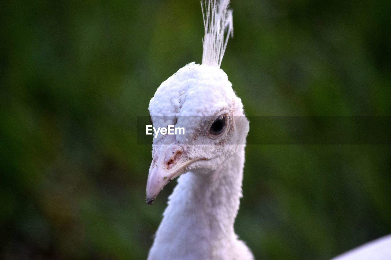 Close-up of white peacock