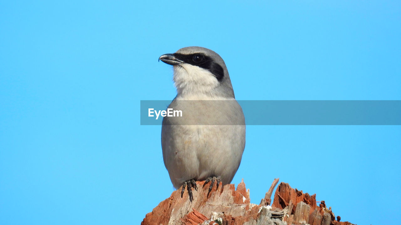 bird, animal themes, animal, animal wildlife, wildlife, one animal, blue, beak, perching, nature, no people, clear sky, day, copy space, sky, outdoors, full length, low angle view