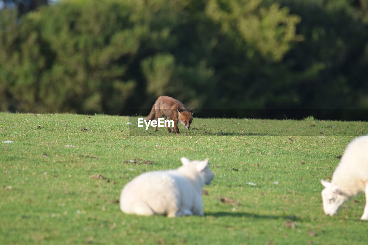 Sheep in a field with fox friend