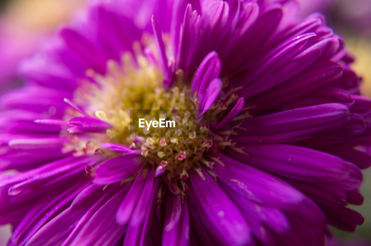 flower, flowering plant, freshness, plant, beauty in nature, purple, close-up, fragility, petal, flower head, macro photography, inflorescence, nature, growth, pink, magenta, aster, pollen, focus on foreground, no people, selective focus, outdoors, plant stem, macro, springtime, blossom, botany