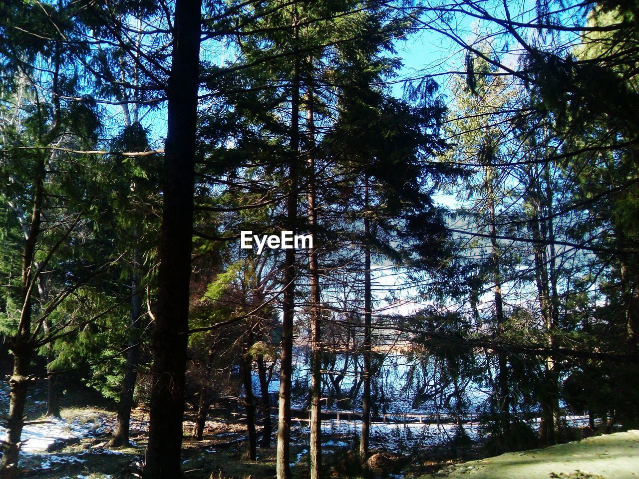 LOW ANGLE VIEW OF TREES IN LAKE