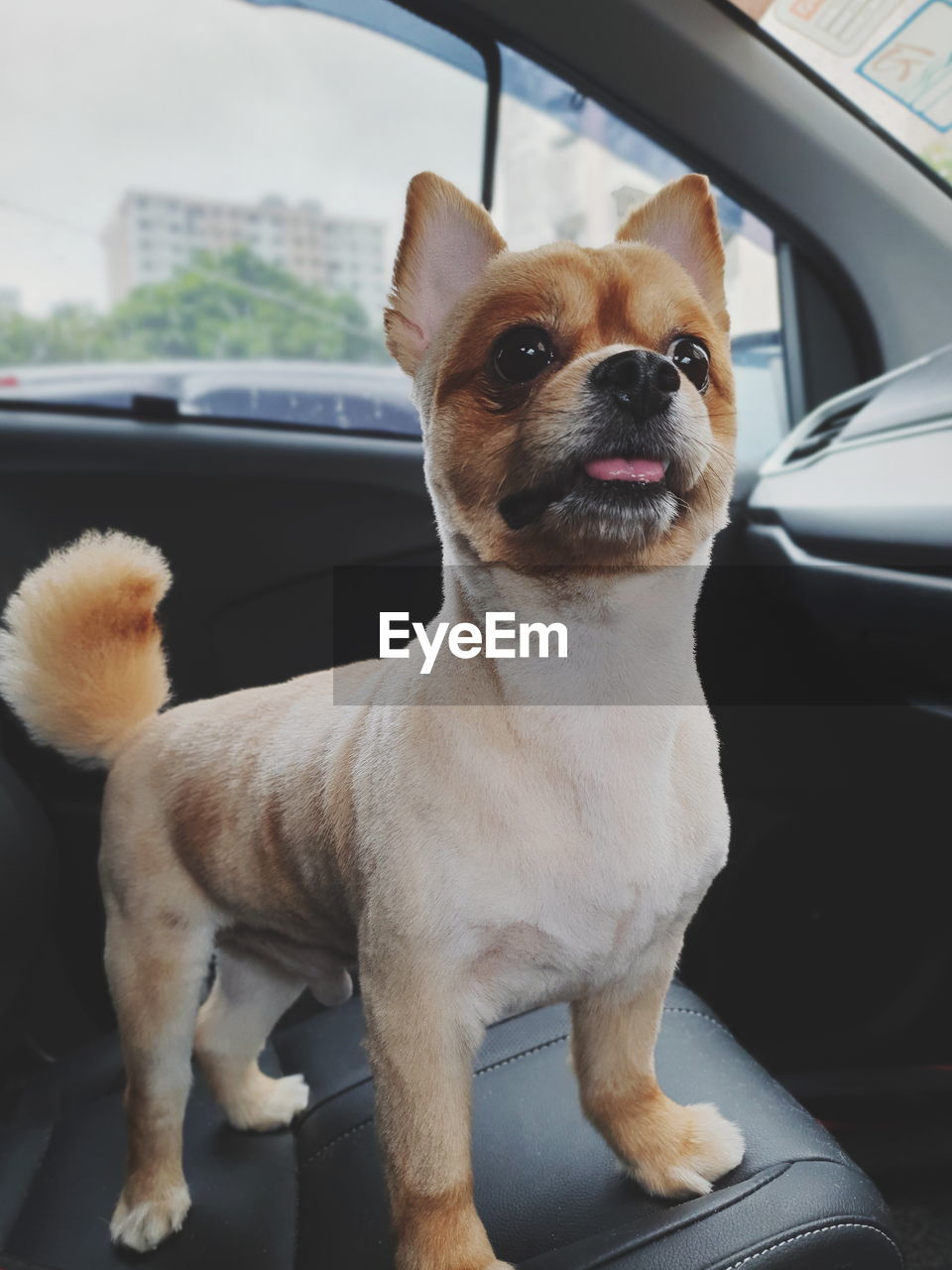 PORTRAIT OF A DOG SITTING IN CAR