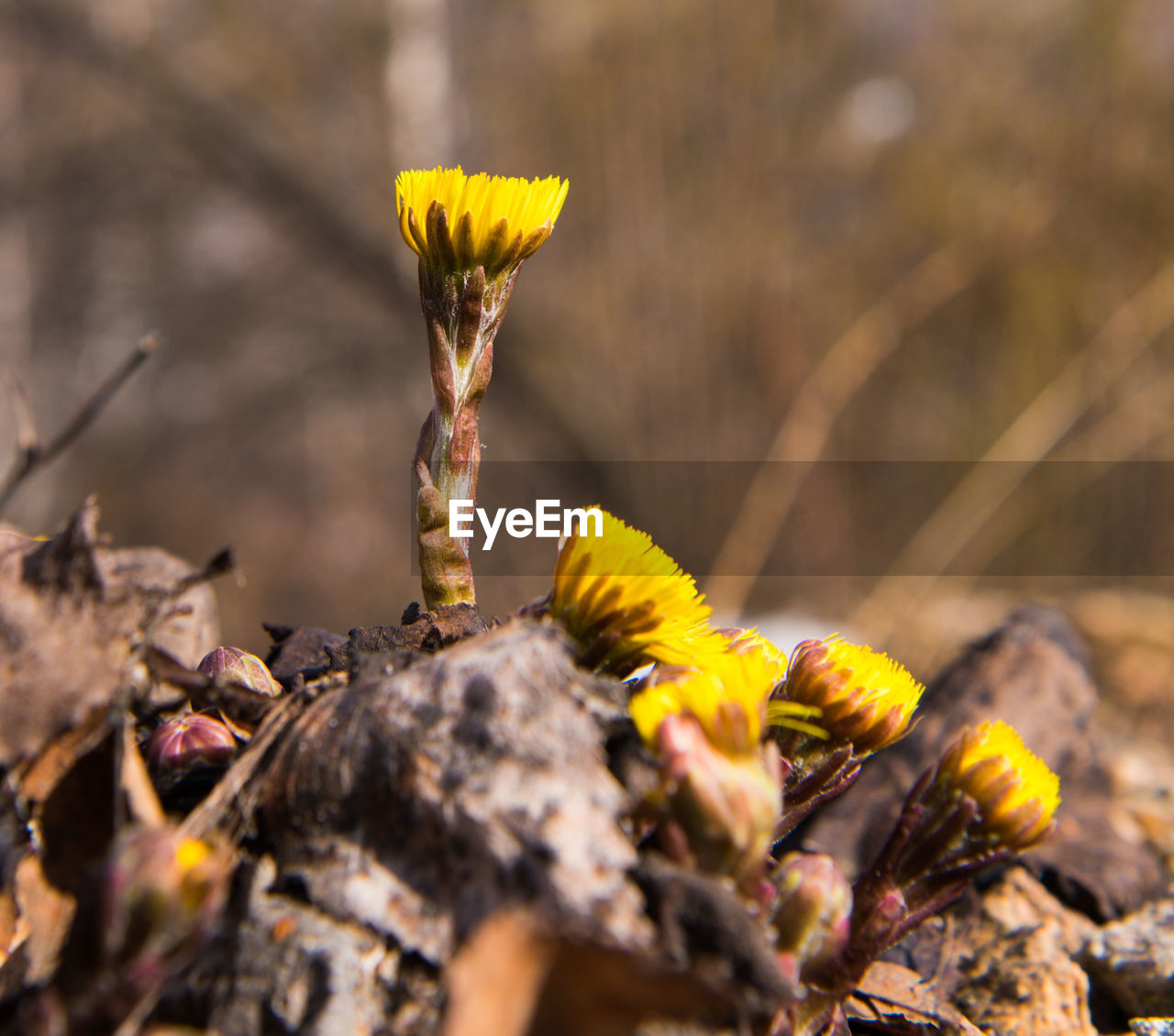 CLOSE-UP OF YELLOW FLOWERING PLANT