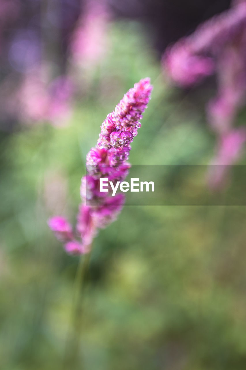 CLOSE-UP OF PINK FLOWER