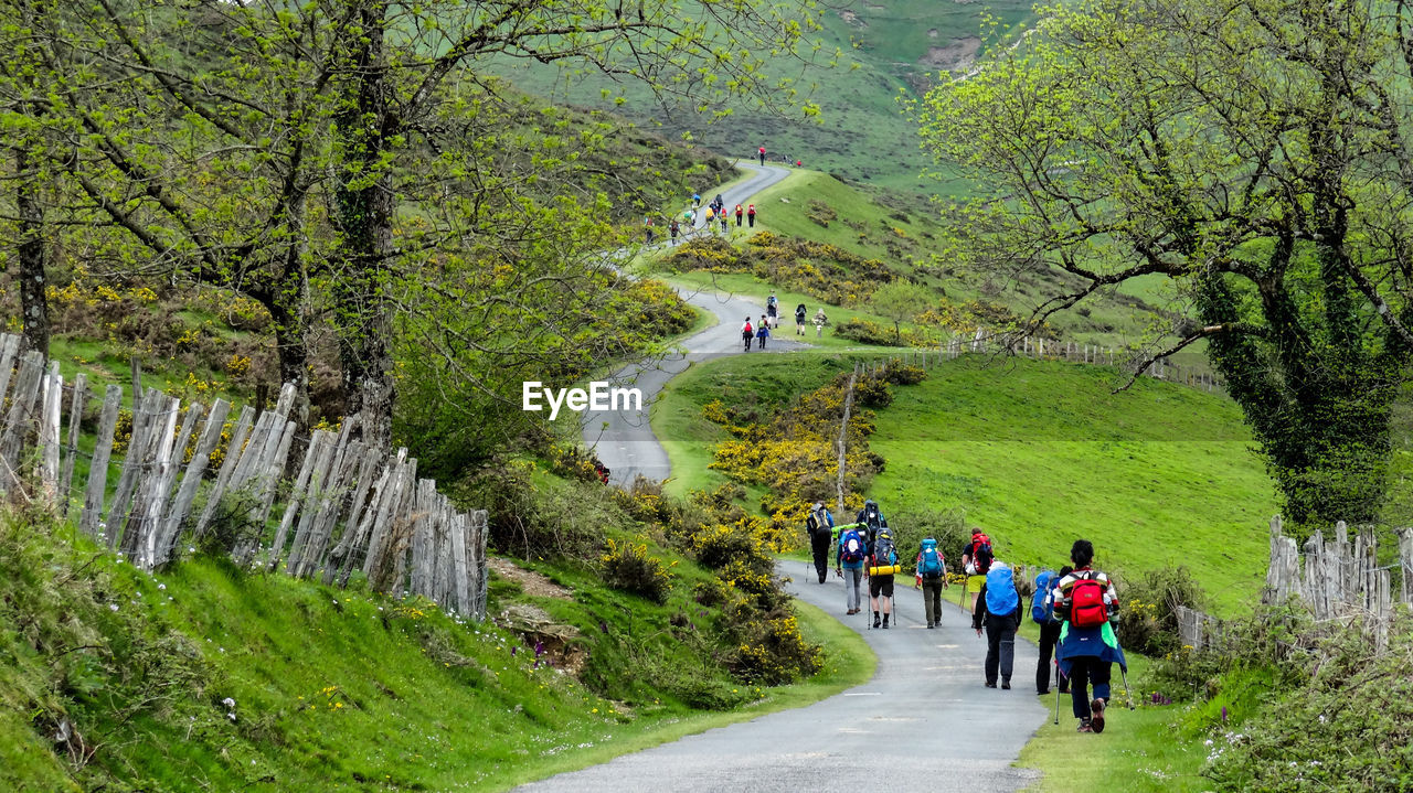 People walking on footpath amidst trees