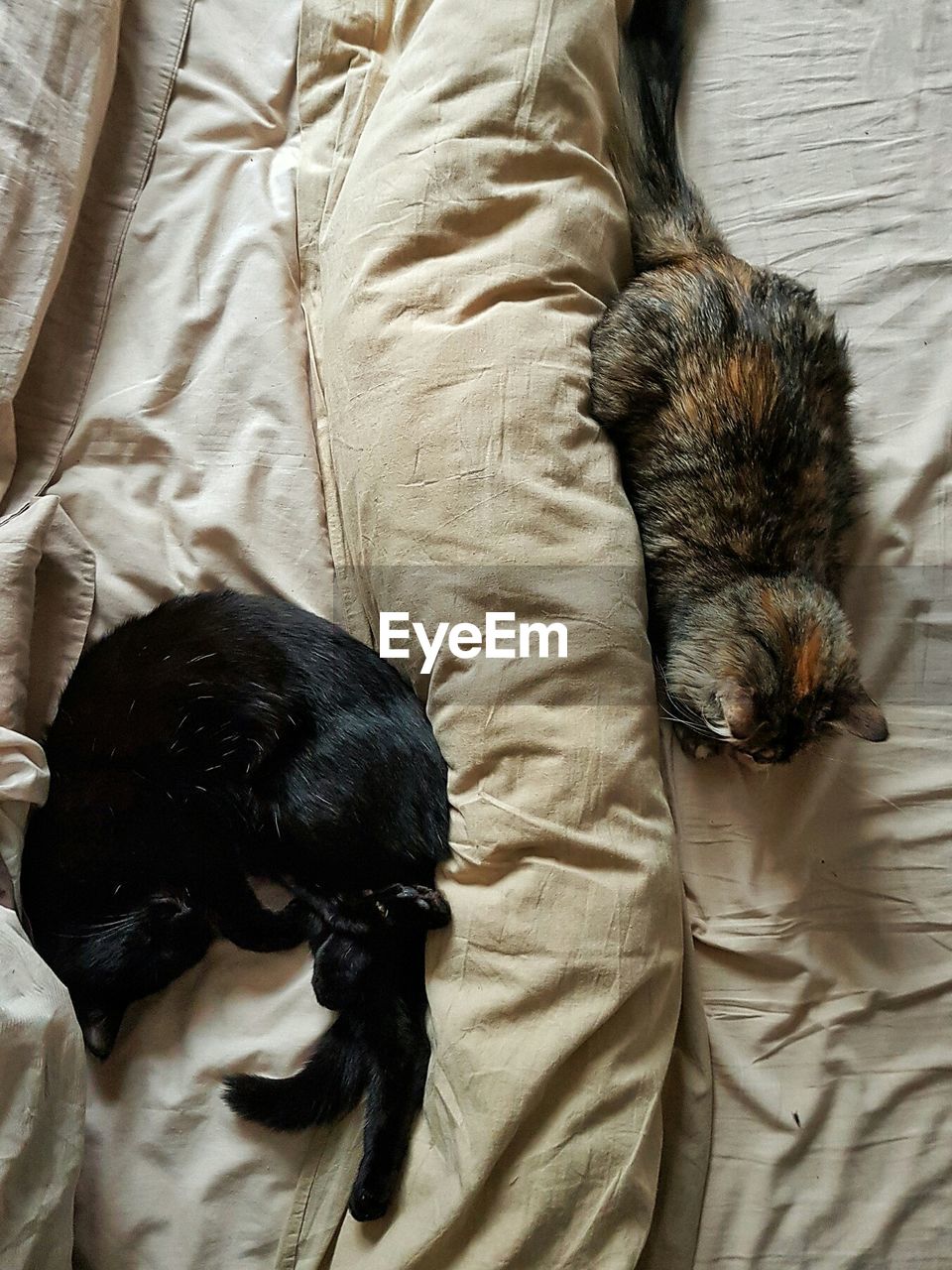 High angle view of cat relaxing on bed at home