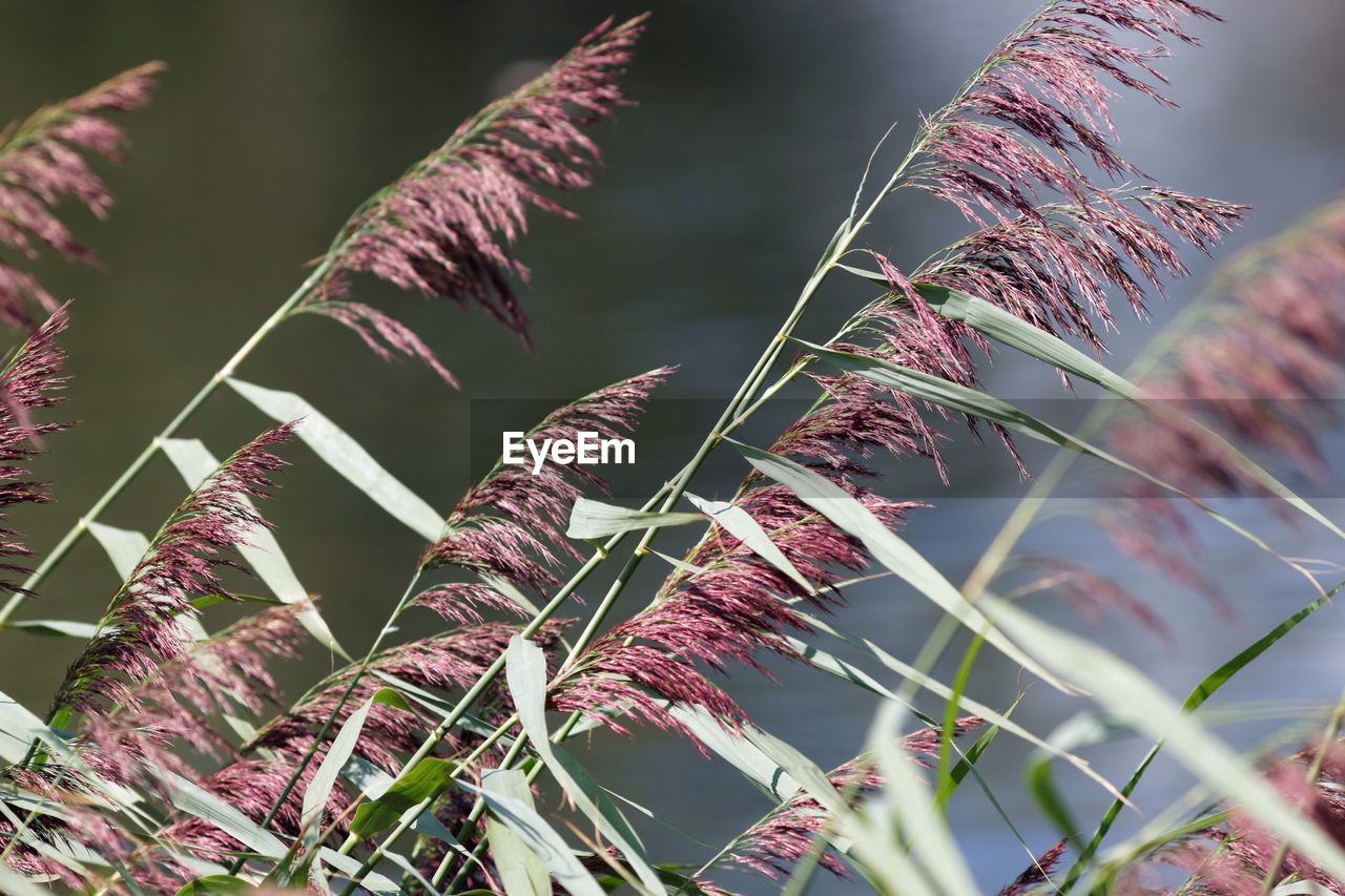 Close-up of grass growing in field