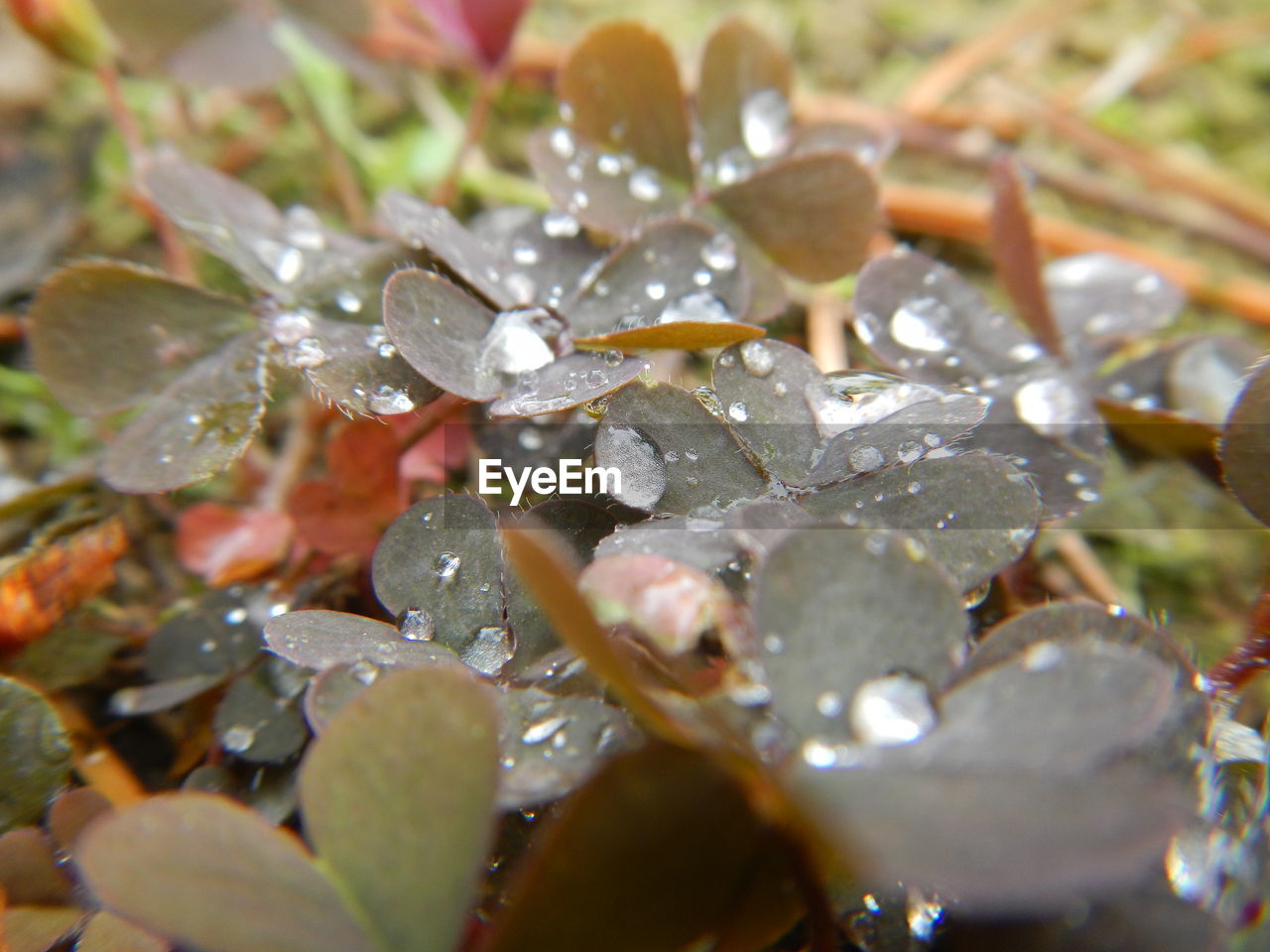 CLOSE-UP OF WET LEAF