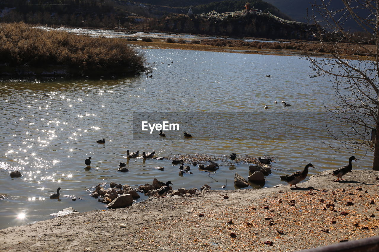 HIGH ANGLE VIEW OF DUCKS SWIMMING ON LAKE