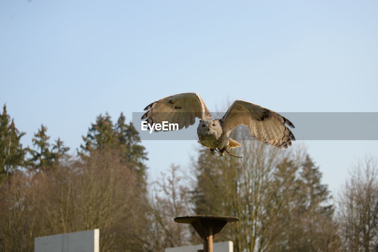 BIRDS FLYING AGAINST CLEAR SKY