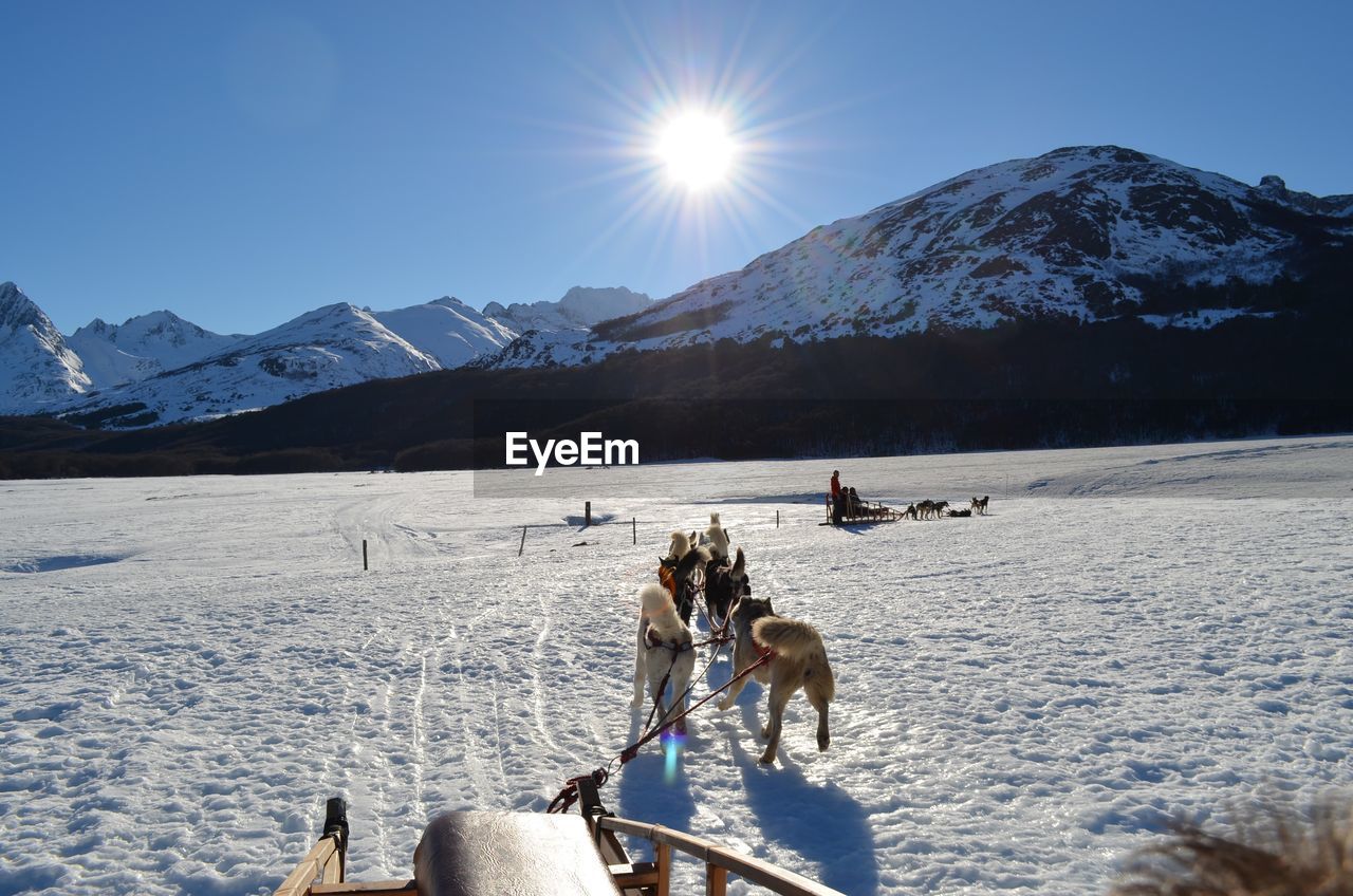 People dog sledding on snowcapped mountain against sky