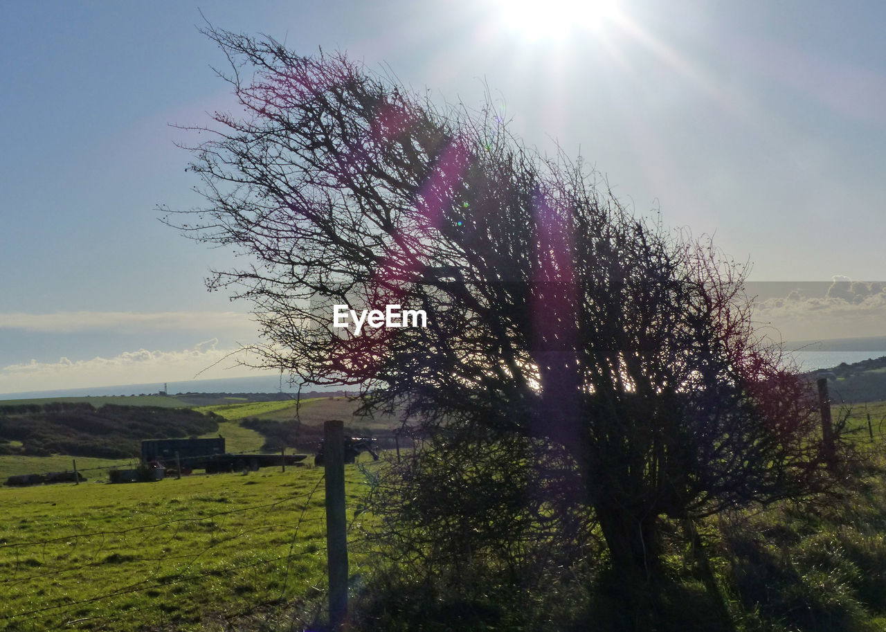 VIEW OF TREE AGAINST SKY