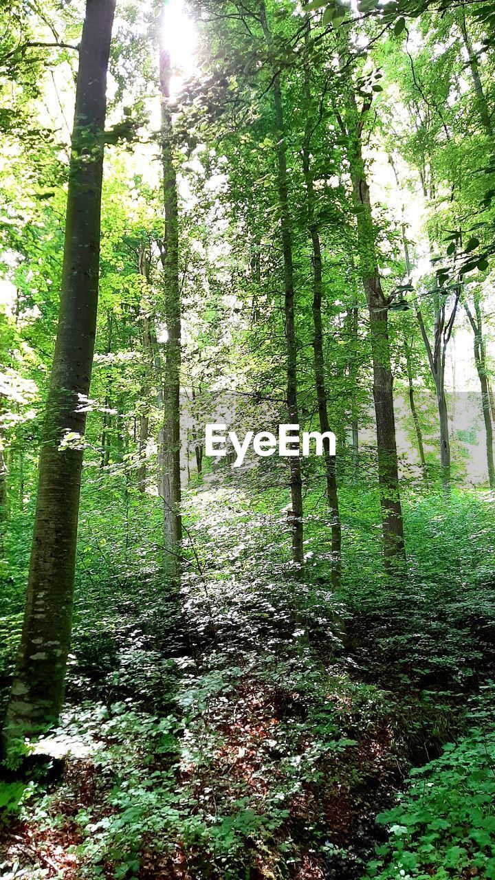 VIEW OF TREES GROWING IN FOREST