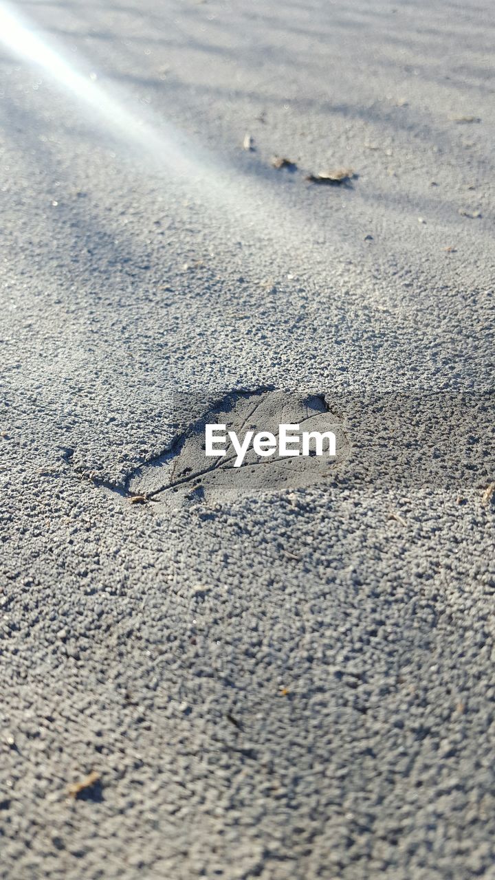 sand, beach, day, nature, outdoors, footprint, high angle view, no people, one animal, animals in the wild, animal themes, animal wildlife, close-up