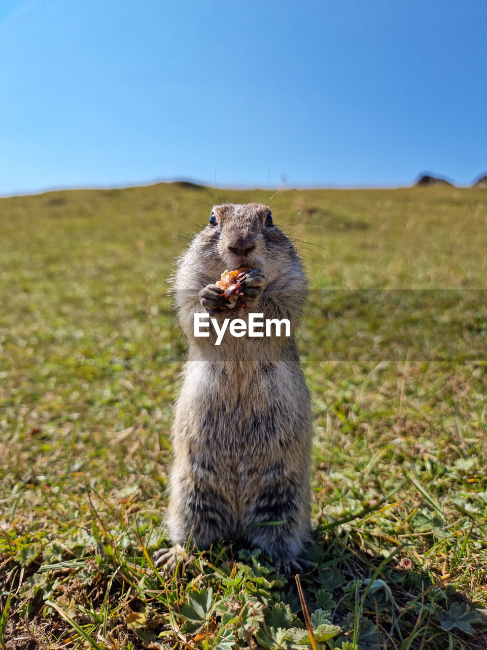 portrait of squirrel on field against clear sky