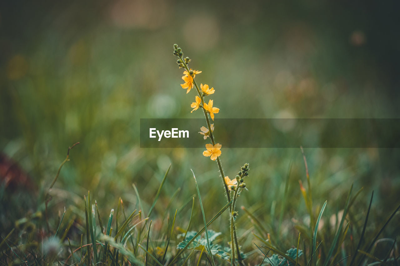 Close-up of yellow flowering plant on field