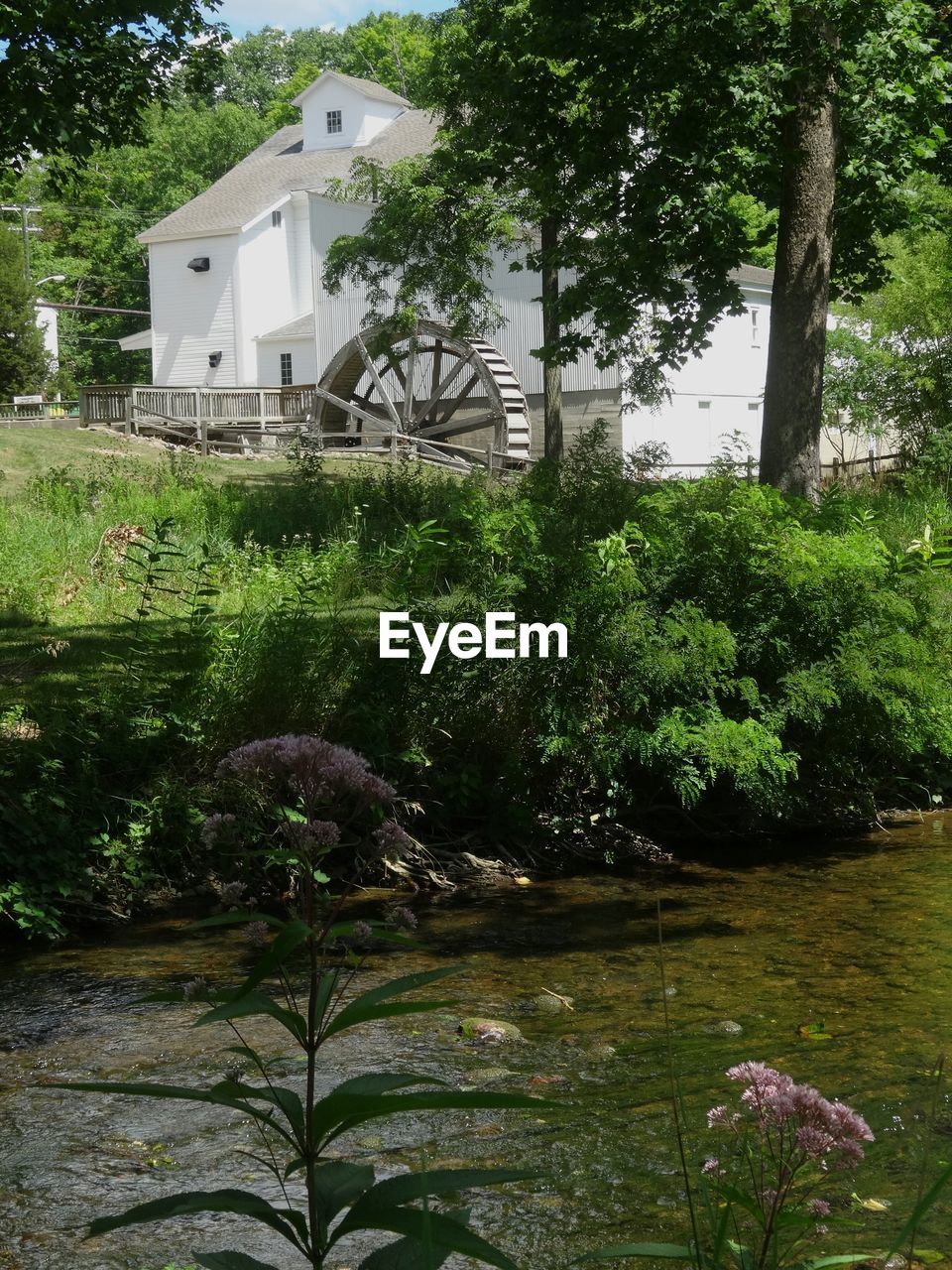 PLANTS GROWING IN FRONT OF HOUSE