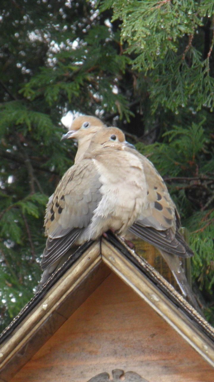 LOW ANGLE VIEW OF BIRD ON TREE