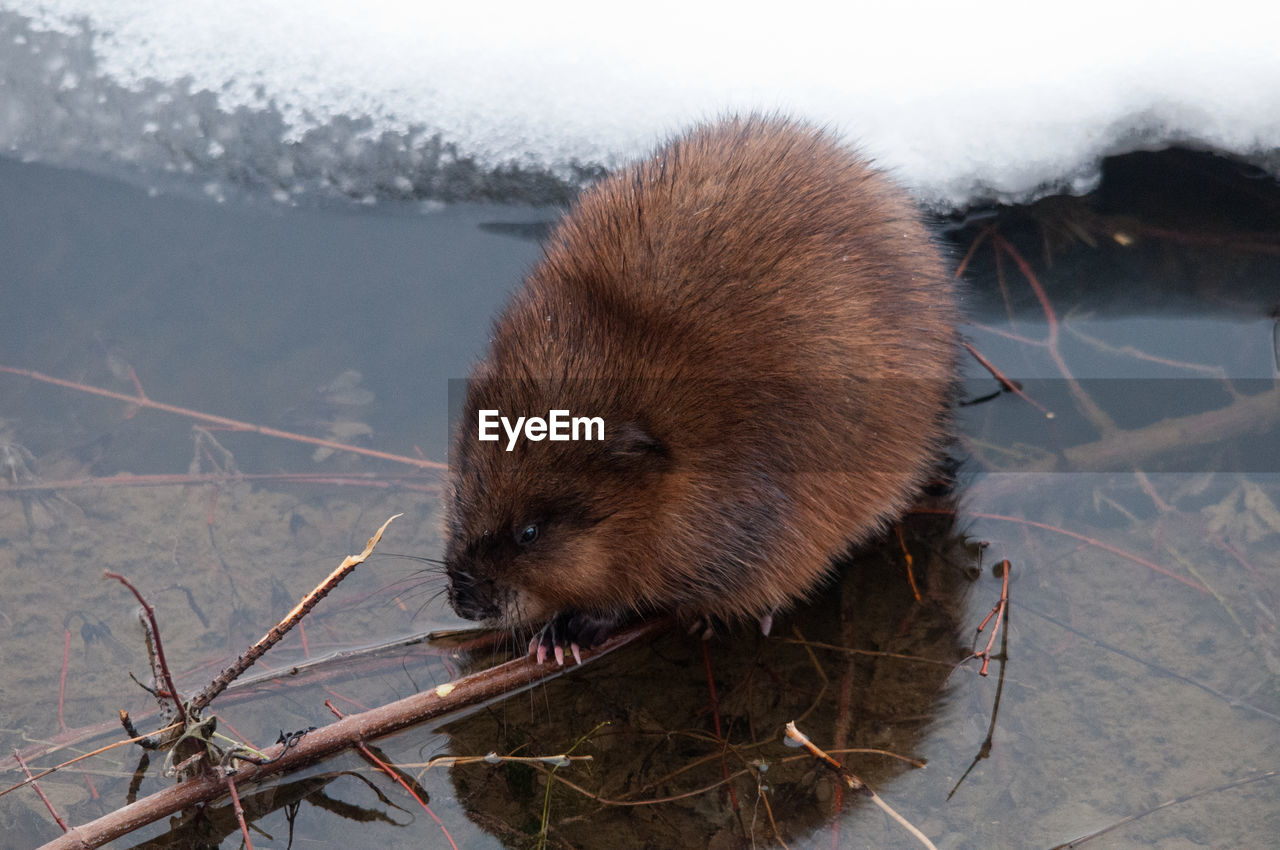 Close-up of rodent in lake during winter