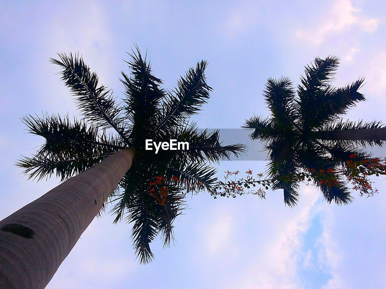 LOW ANGLE VIEW OF TREES AGAINST SKY