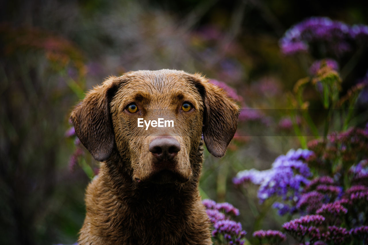 Portrait of chesapeake bay retriever