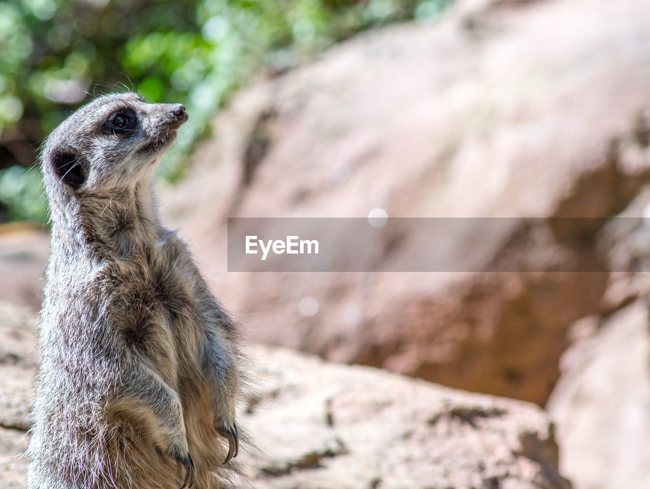 Close-up of meerkat 