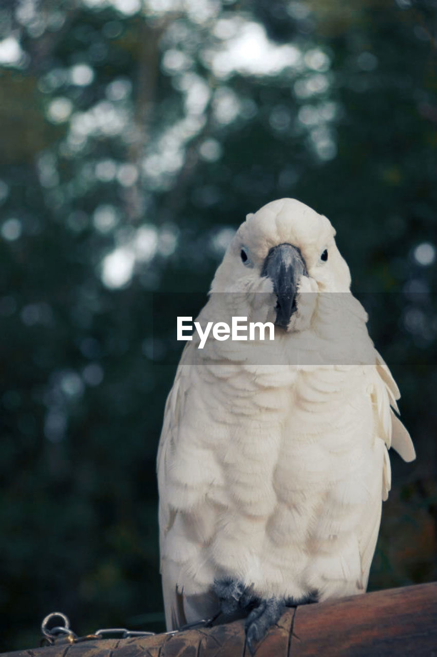 close-up of bird against blurred background