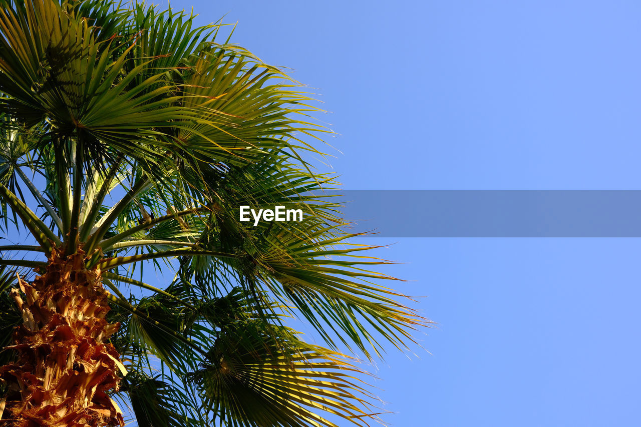 tree, palm tree, tropical climate, sky, plant, blue, low angle view, clear sky, nature, leaf, palm leaf, no people, growth, beauty in nature, borassus flabellifer, sunny, outdoors, day, branch, plant part, green, tropical tree, tropics, date palm tree, sunlight, copy space, flower, tranquility, tree trunk, trunk