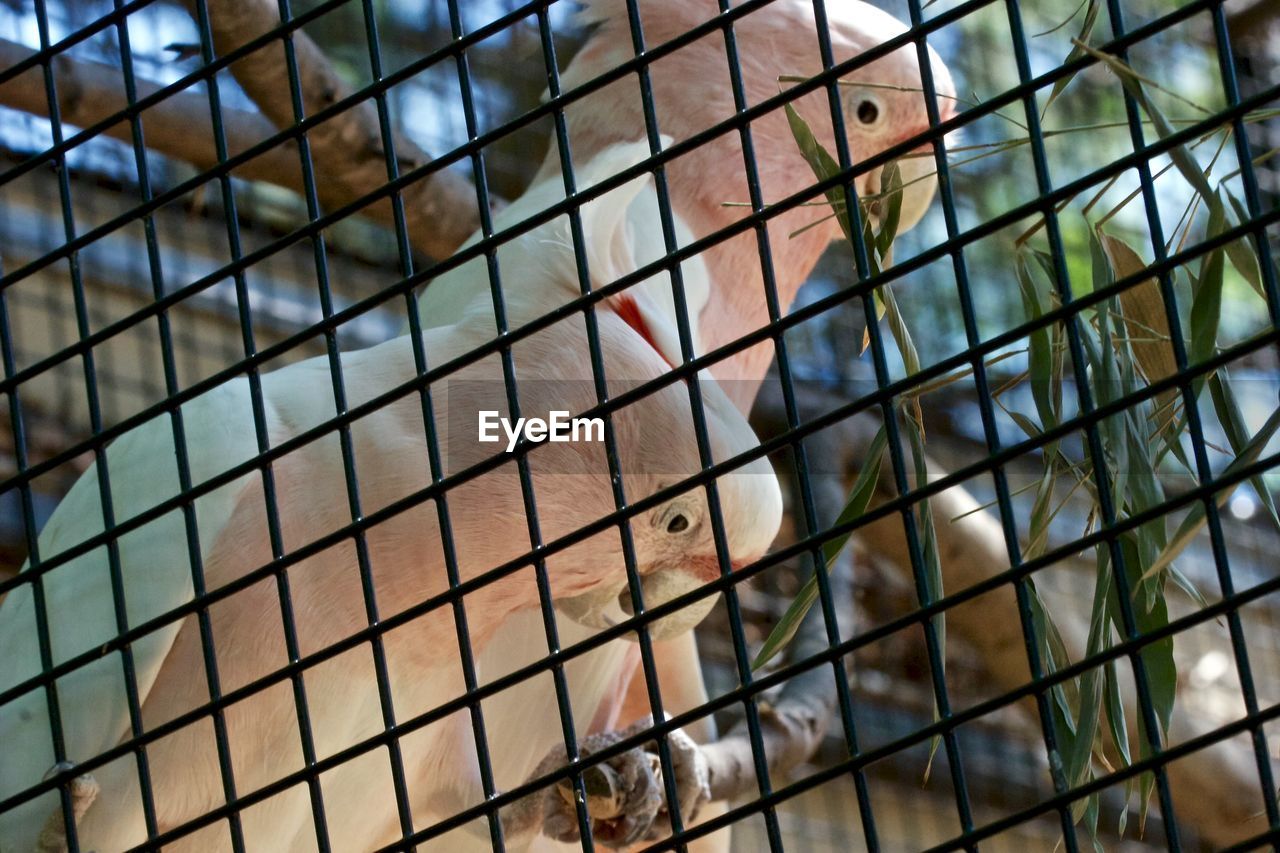 Close-up of cockatoos in cage at zoo