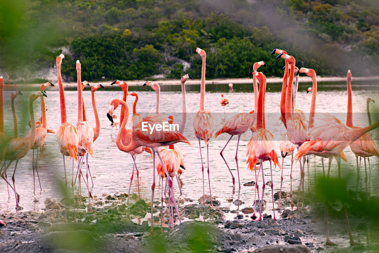 Flock of birds in lake