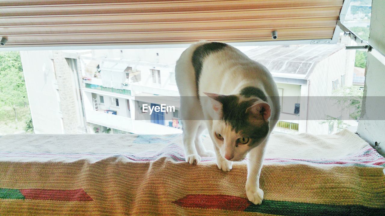 Cat standing on window sill