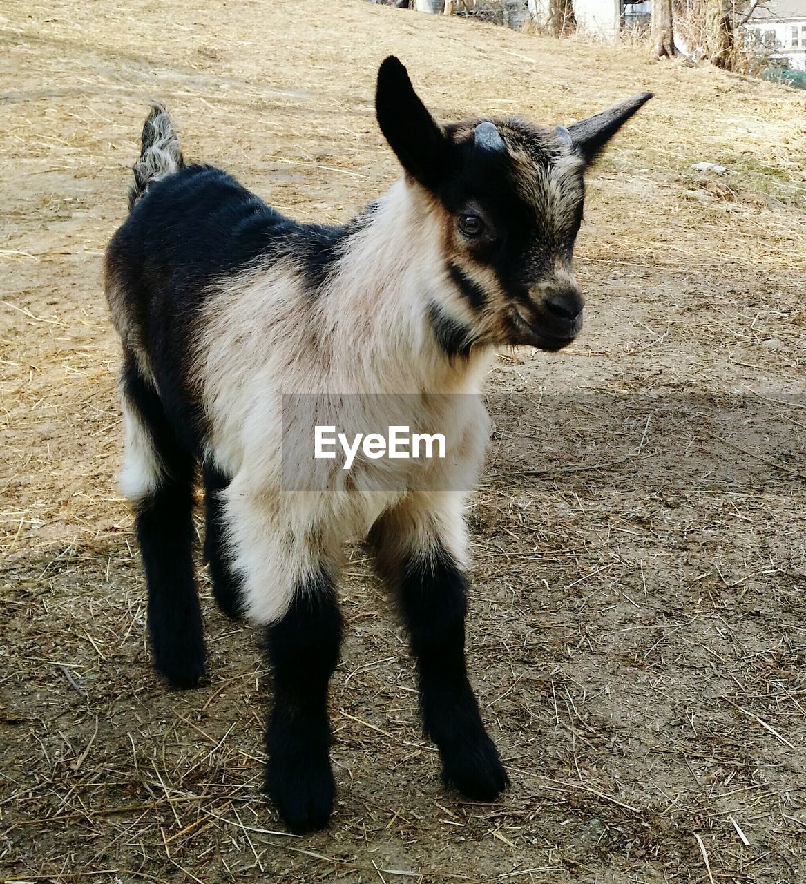 Goat standing on land