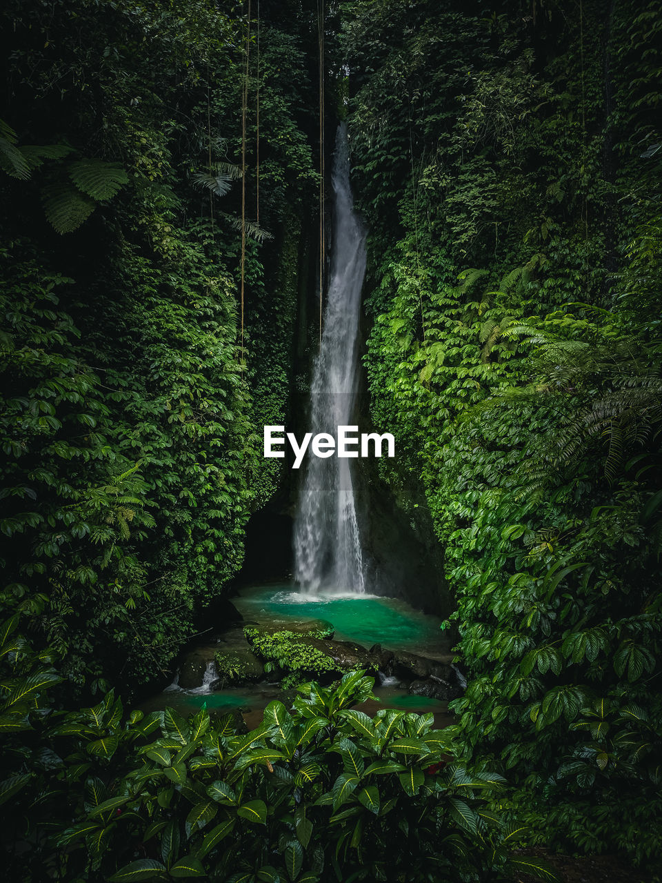 Scenic view of waterfall in forest