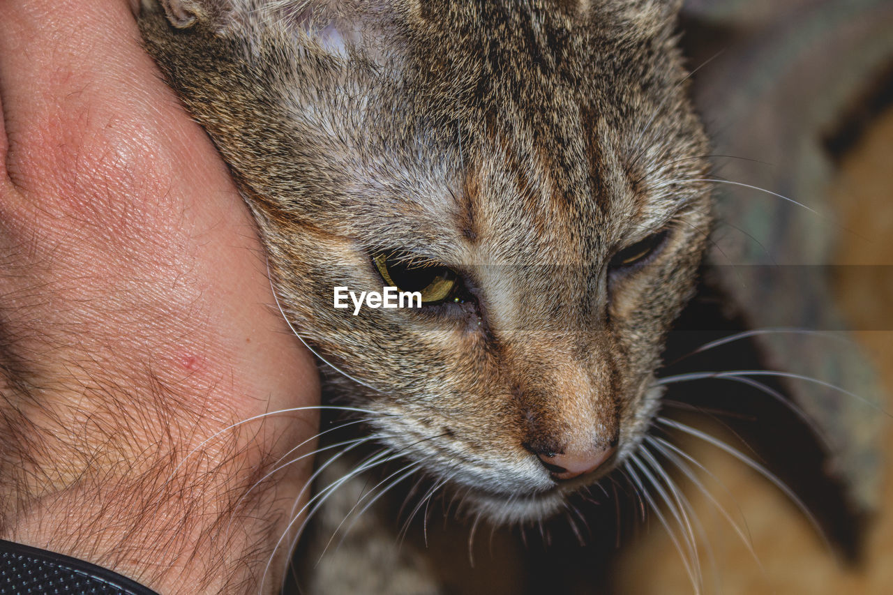 Close-up of a hand petting a cat