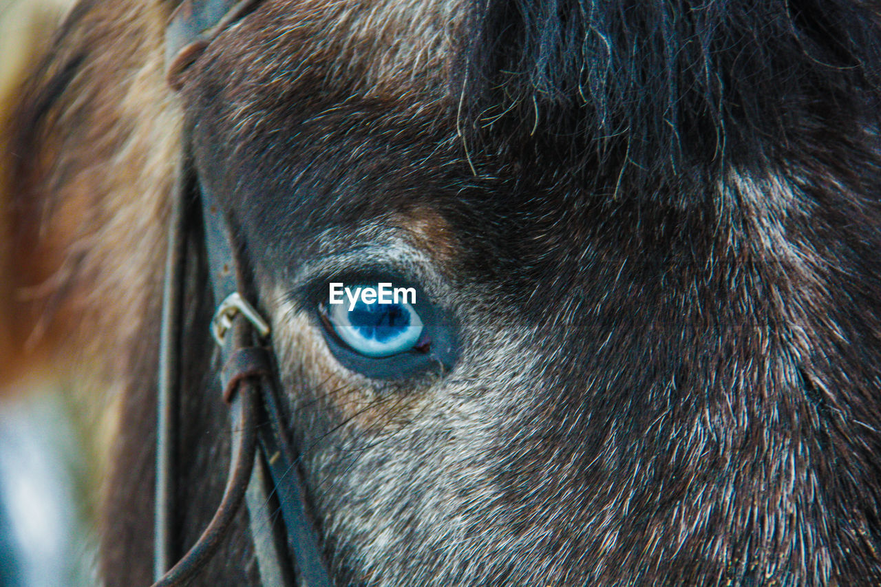 Close-up of horse's  eye