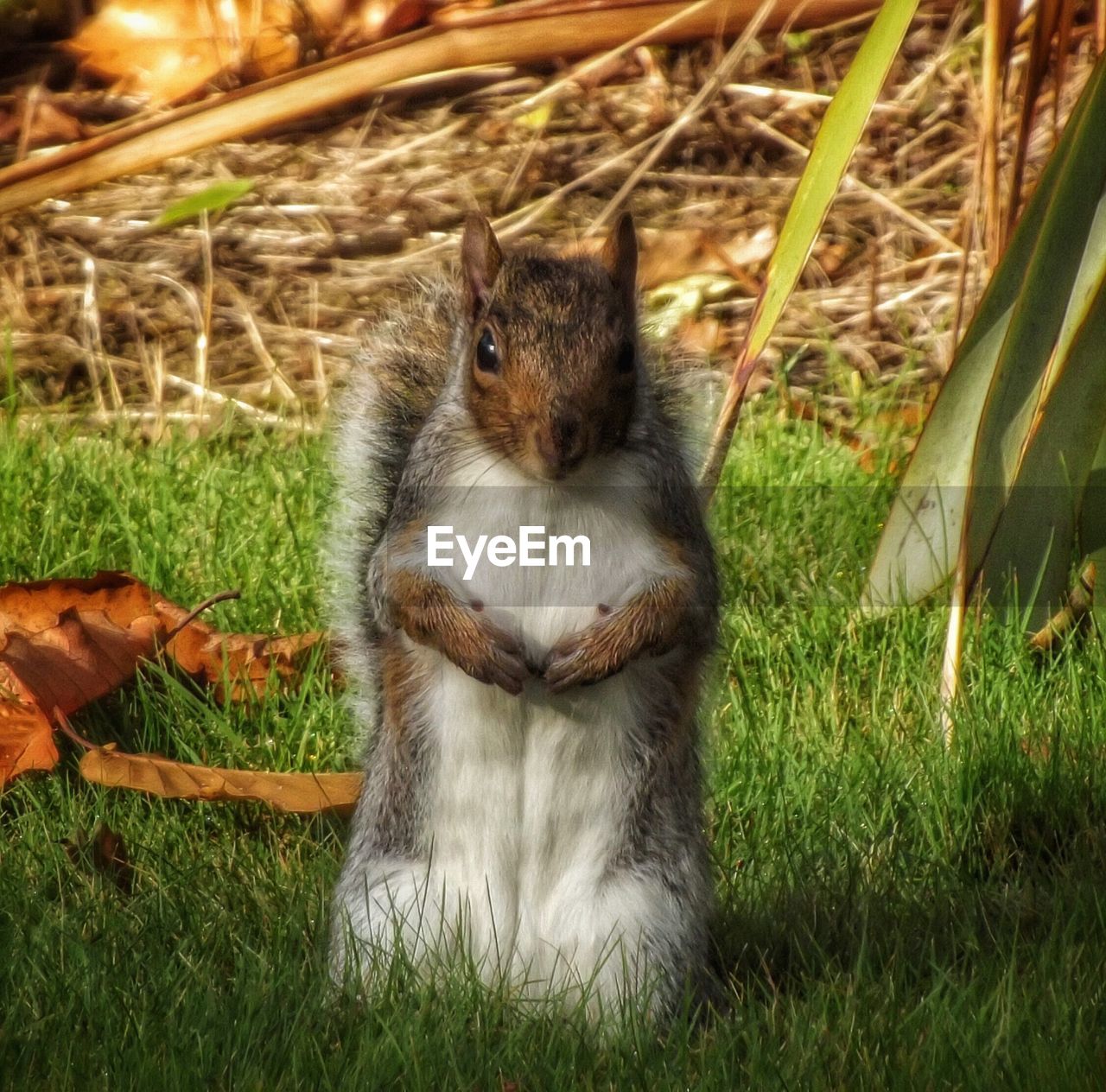 Portrait of squirrel on field