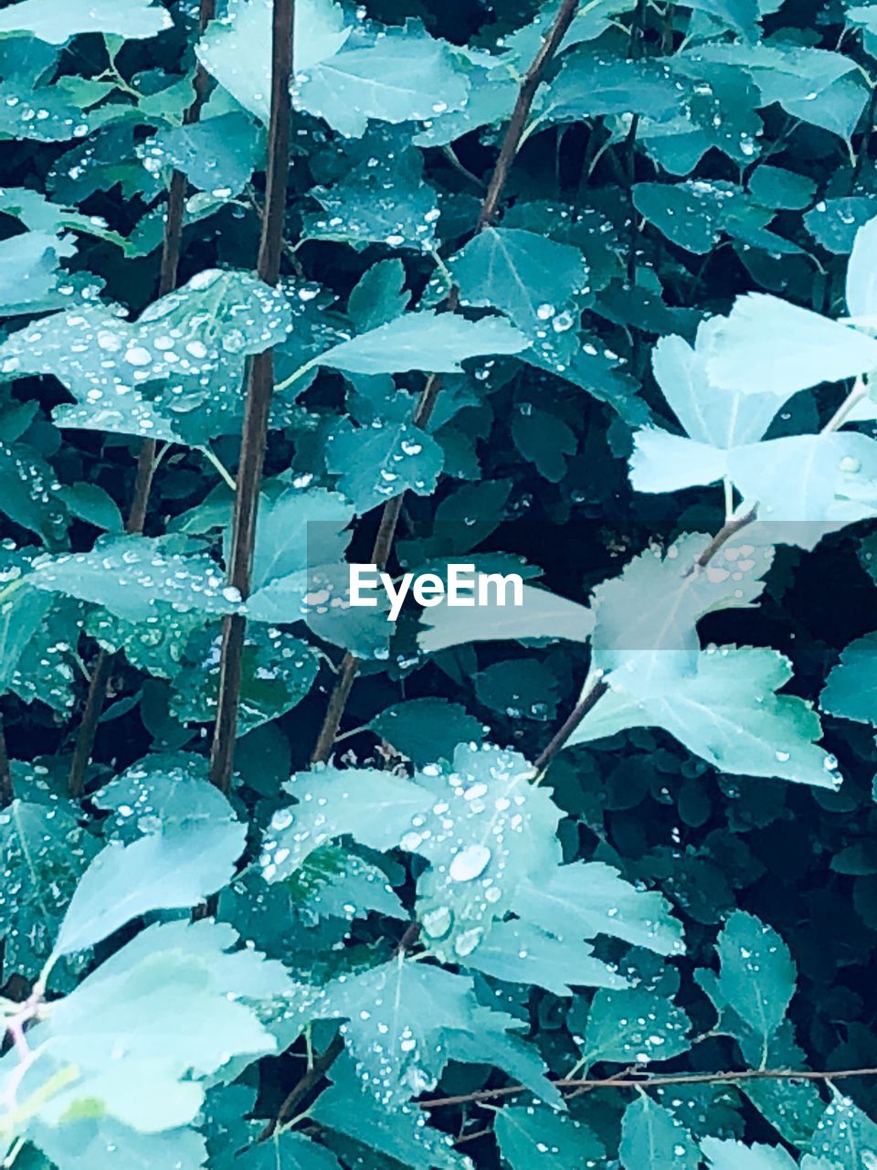 FULL FRAME SHOT OF RAINDROPS ON PLANT LEAVES