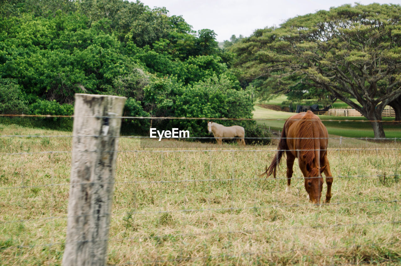 plant, mammal, animal themes, animal, tree, pasture, livestock, domestic animals, fence, field, pet, agriculture, grass, land, nature, rural area, grazing, horse, landscape, animal wildlife, no people, green, farm, day, group of animals, rural scene, ranch, growth, herbivorous, environment, outdoors, meadow, sky, protection, cattle, two animals, wood, beauty in nature, security, working animal