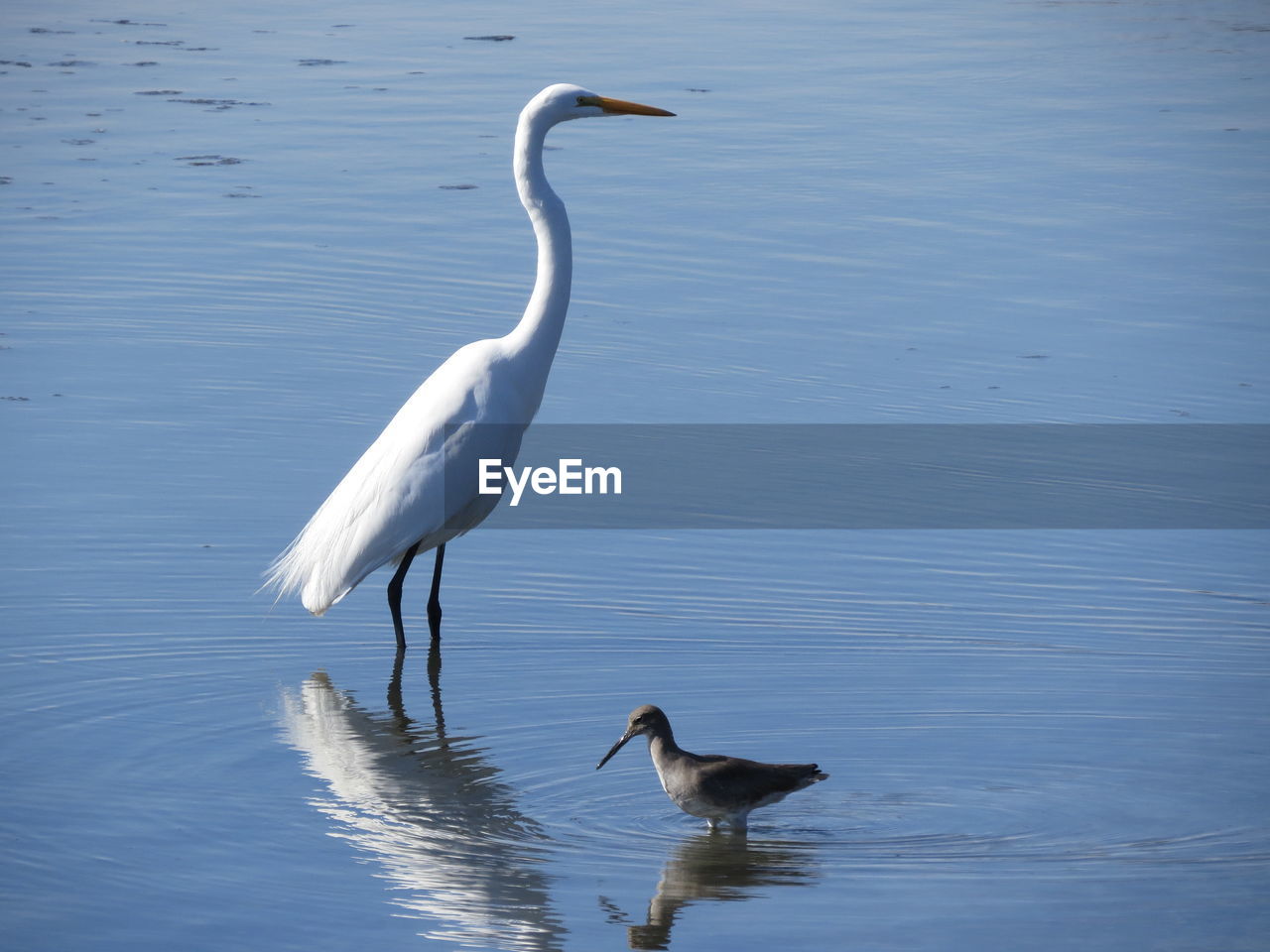 Egret and wader in lake 