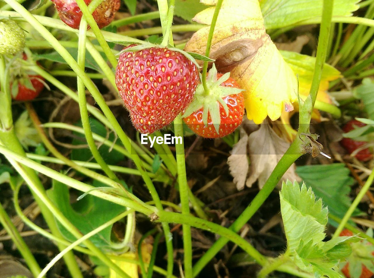 CLOSE-UP OF RED FLOWERS