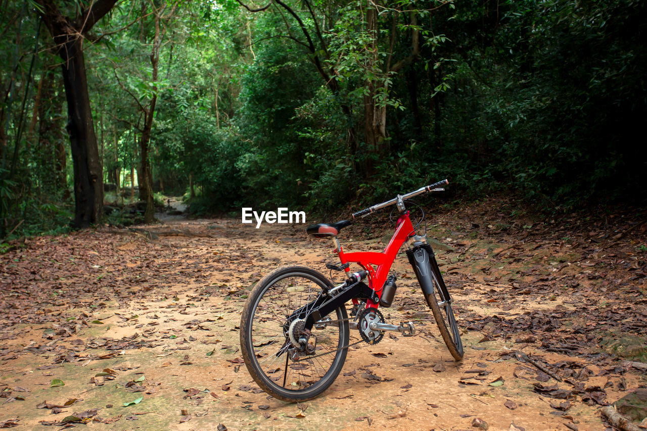 BICYCLE IN FOREST