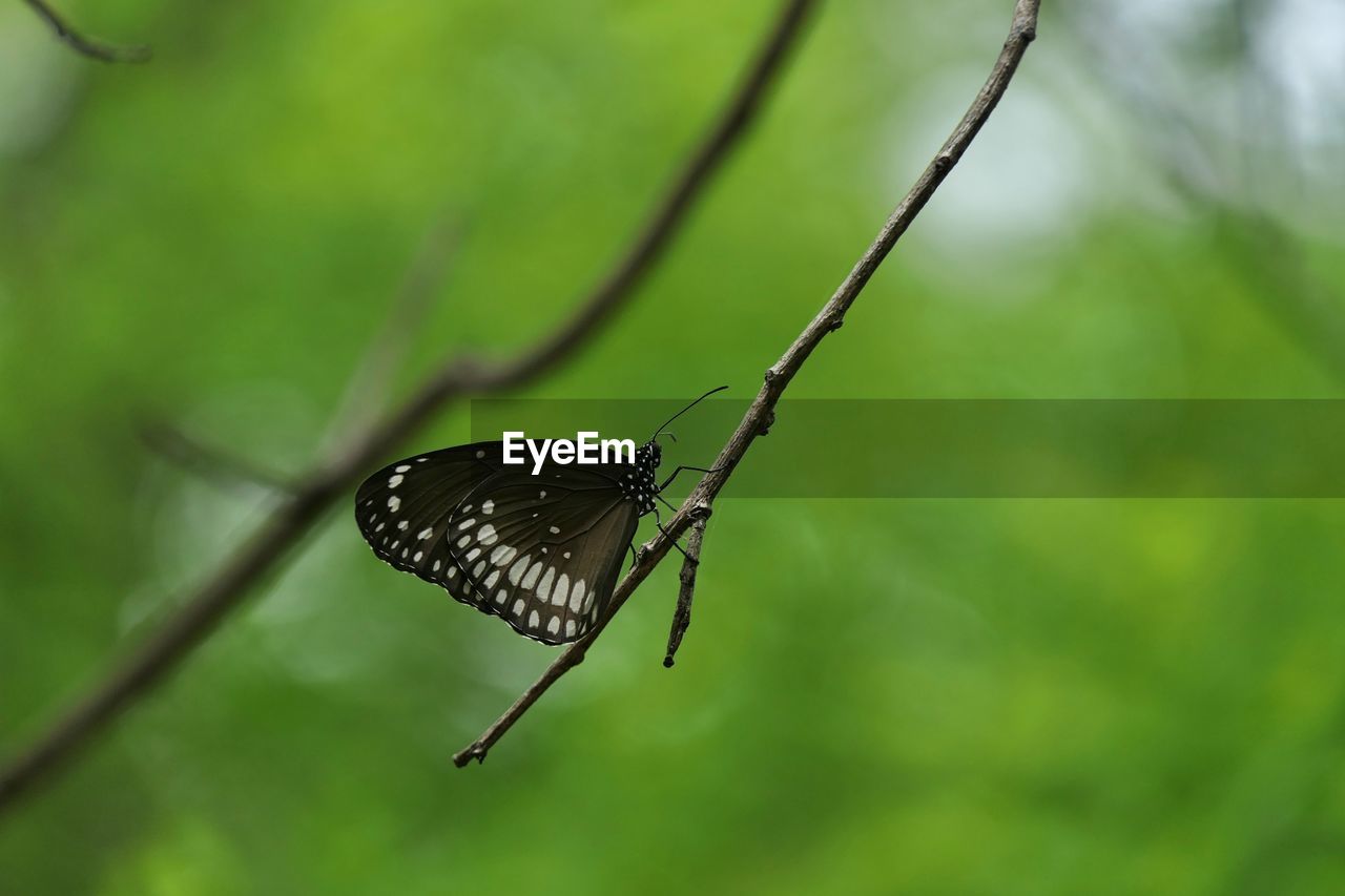 Close-up of butterfly on leaf