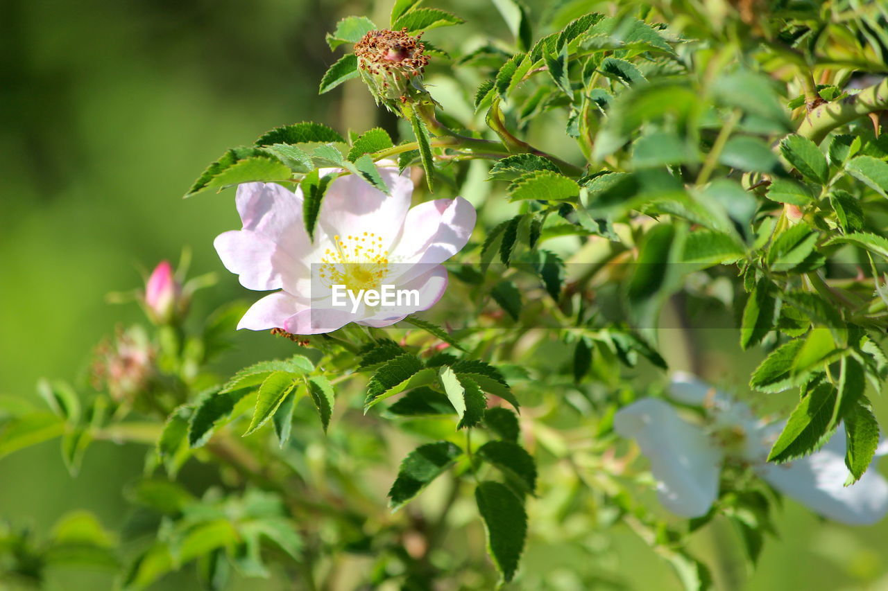 Close-up of white flowering plant