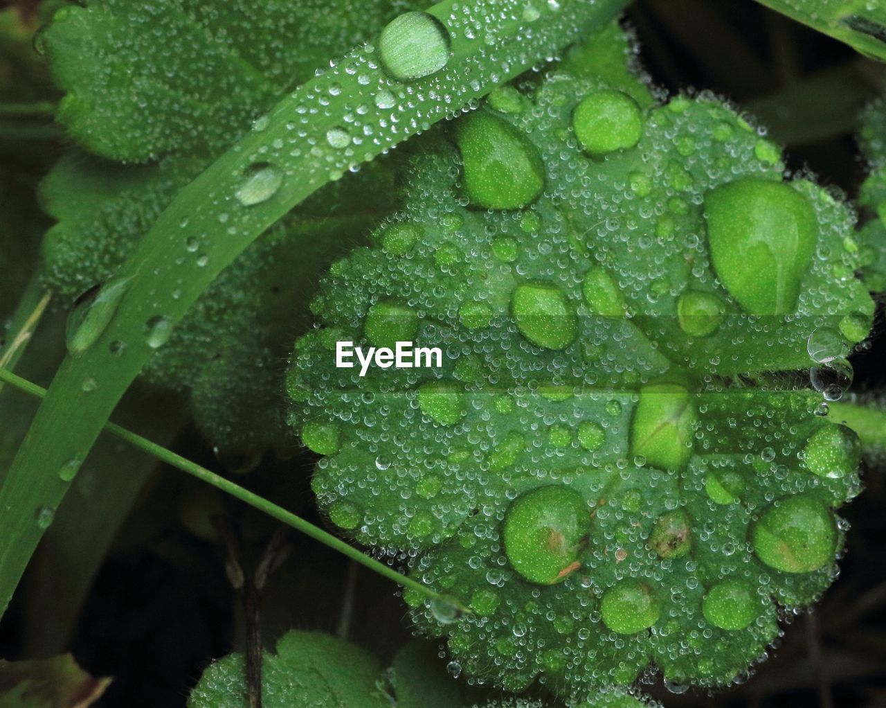 High angle view of water drops on plant growing outdoors