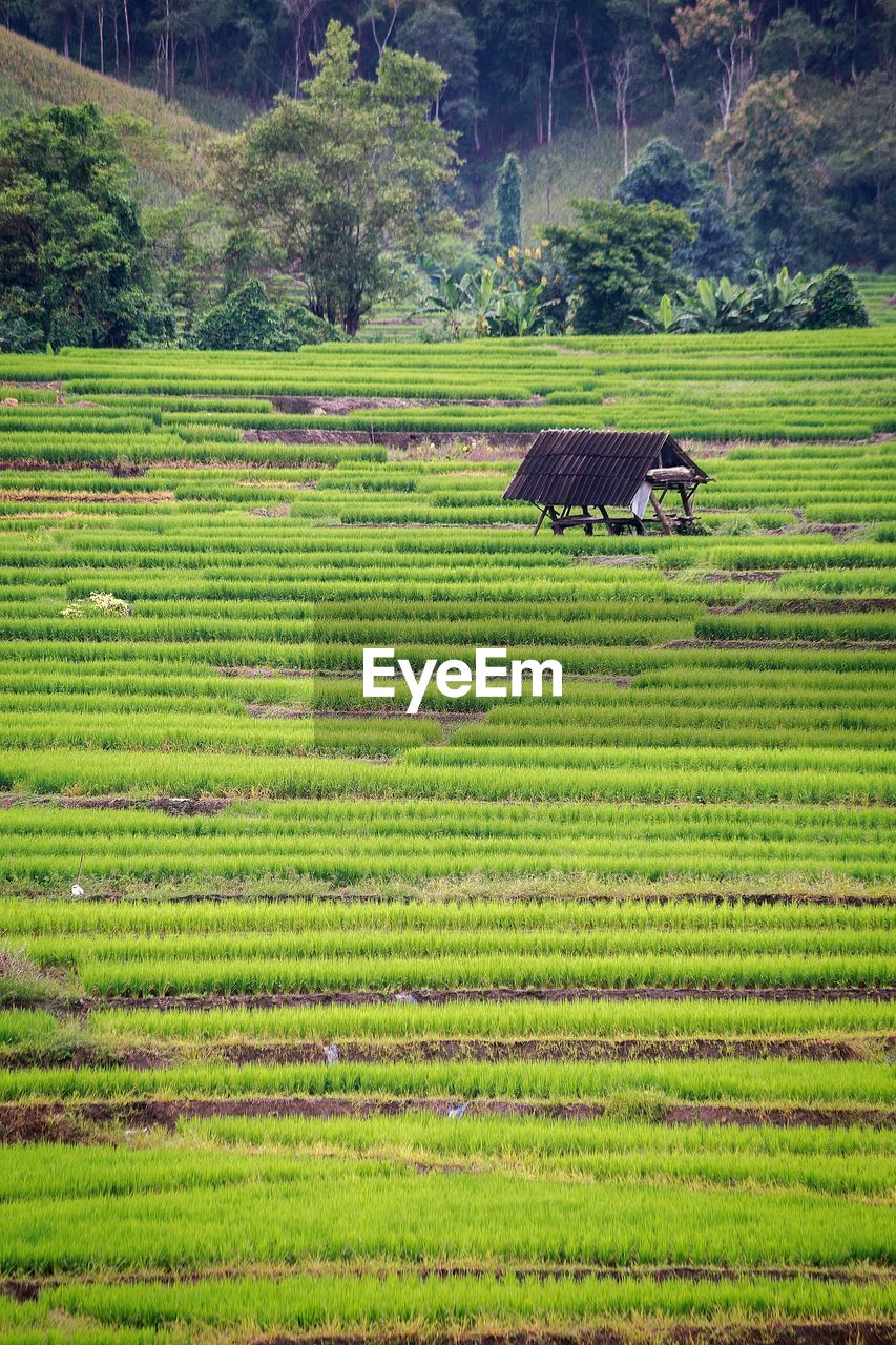 Scenic view of agricultural field